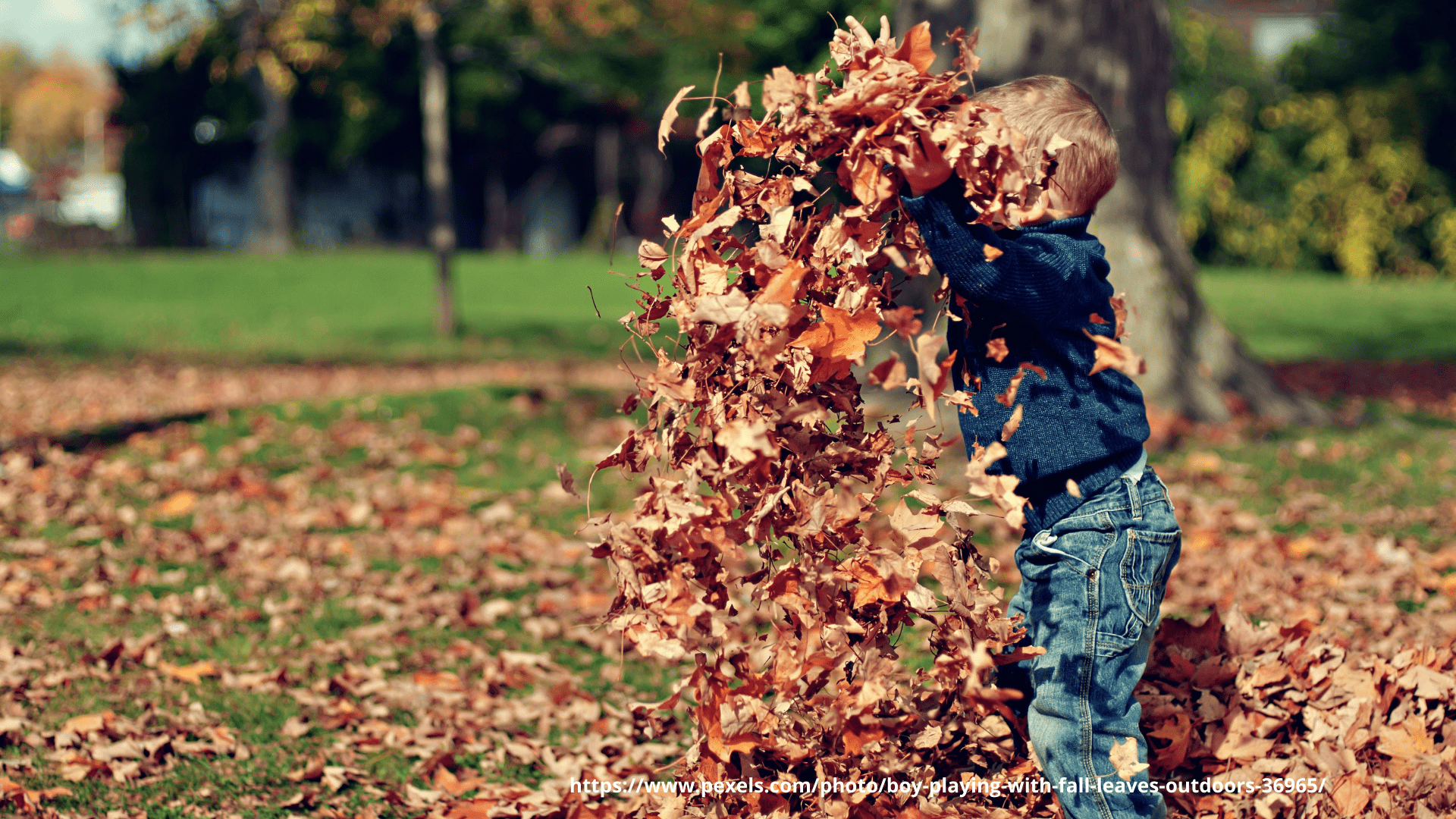Best wishes on First Day of Autumn 2024 – When the days start to decrease, autumn starts to grow in everything.